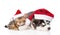 Sleeping bengal kitten and Siberian Husky puppy in santa hat. isolated on white background