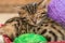 sleeping Bengal kittens with balls of thread close-up