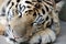 Sleeping Bengal Tiger