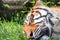 Sleeping Bengal Tiger Close Up Panthera tigris tigris