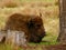 Sleeping bison near a stump