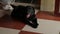 The sleeping black cute dog has a fan blowing. Heat.