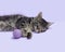 Sleeping Black tabby manx kitten with cat toy purple background