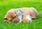 Sleeping Bordeaux puppy dog hugs newborn kitten on green grass