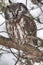 Sleeping Boreal Owl, Aegolius funereus