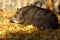 Sleeping Brazilian Tapir