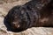 Sleeping brown fur seal