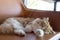 Sleeping brown Persian cat.