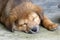 Sleeping Brown Puppy Dog Lying on the Ground