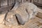 Sleeping brown rabbit on wooden floor