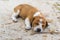 Sleeping brown and white puppy