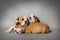 Sleeping Bulldog puppies