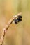 Sleeping bumblebee on a grass stem.