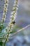 Sleeping bumblebee on the wildflower in the Altai mountains