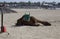 Sleeping Camel on Caleta de Fuste beach Fuerteventura Canary Islands