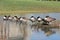 Sleeping canadian geese