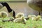 Sleeping Canadian Goose Gosling Closeup