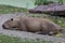 A sleeping Capybara