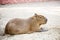 Sleeping capybara. ( rodent )