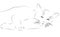 Sleeping cat as line drawing