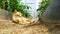 Sleeping cat close-up. A ginger cat lies in a furrow in a greenhouse. Selective focus. Walking pets on the street