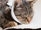 Sleeping cat with an Elizabethan collar