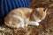 Sleeping cat on the golden carpet