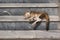 sleeping cat on marble stairs of an apartment. tabby cat paws.