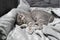 Sleeping cat, perfect dream. Animal child fell asleep. Beautiful little gray tabby kid cat of Scottish Straight breed