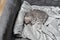 Sleeping cat, perfect dream. Animal child fell asleep. Beautiful little gray tabby kid cat of Scottish Straight breed