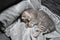 Sleeping cat, perfect dream. Animal child fell asleep. Beautiful little gray tabby kid cat of Scottish Straight breed