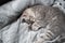 Sleeping cat, perfect dream. Animal child fell asleep. Beautiful little gray tabby kid cat of Scottish Straight breed