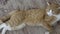 Sleeping cat top view. Home cute pet is resting on the carpet. The cat stretches and squints his eyes. Ginger tabby kitten sleeps