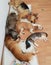 Sleeping cats and dogs on wooden floor
