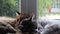 Sleeping cats on the windowsill