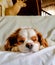 Sleeping Cavalier King Charles Spaniel