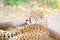 Sleeping cheetah laying on the ground