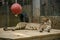 Sleeping Cheetah on Wooden Deck