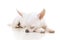 Sleeping chihuahua dog on a white background