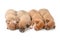 Sleeping chihuahua puppies on white