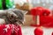 Sleeping Christmas kitten. Adorable little tabby sleeping kitten, kitty, cat on red knitted plaid under christmas tree with blurry