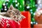 Sleeping Christmas kitten. Beautiful little tabby sleeping kitten, kitty, cat on red knitted plaid under chrismas tree,gifts at