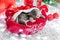 Sleeping Christmas kitten. Beautiful little tabby sleeping kitten, kitty cat on red knitted plaid under chrismas tree gifts at