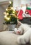 Sleeping christmas kitten. santa socks on Christmas background. red christmas decoration