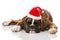 Sleeping christmas puppy with hat