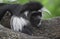 Sleeping Colobus Monkey Resting on the Trunk of a Tree