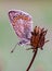 Sleeping common blue