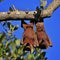 Sleeping couple of fruit bats