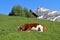 Sleeping cow on a green meadow