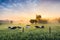Sleeping cows in a farm field at sunrise